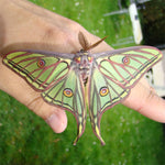 3D Metal Moth Puzzle