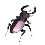 3D Metal Stag Beetle Puzzle