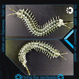 3D Metal Centipede Puzzle